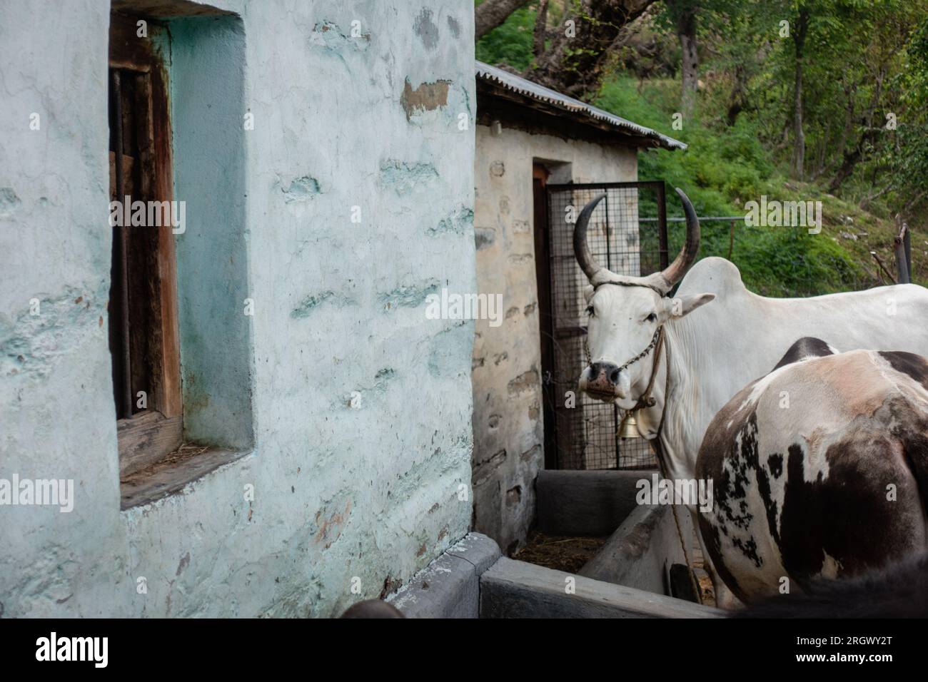 Badri-Kuhbullen mit langen Hörnern, die an Seilen und Nasenseilen im Dorf Uttarakhand angebunden sind Stockfoto