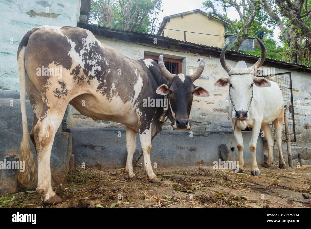 Badri-Kuhbullen mit langen Hörnern, die an Seilen und Nasenseilen im Dorf Uttarakhand angebunden sind Stockfoto