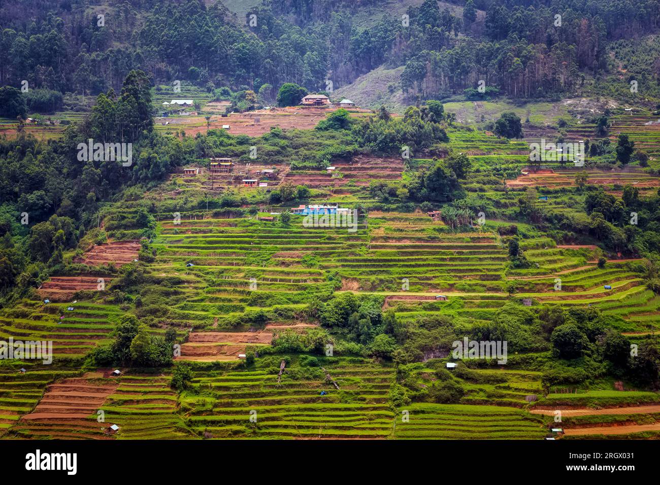 Schöner Blick auf die Landwirtschaftsfarm in Vattavada in Munnar, Idukki District, Kerala, Indien Stockfoto