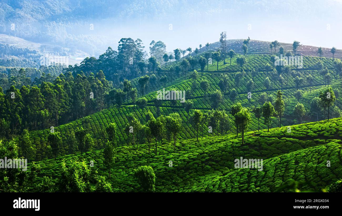 Tee-Plantagen in Munnar, Kerala, Indien Stockfoto