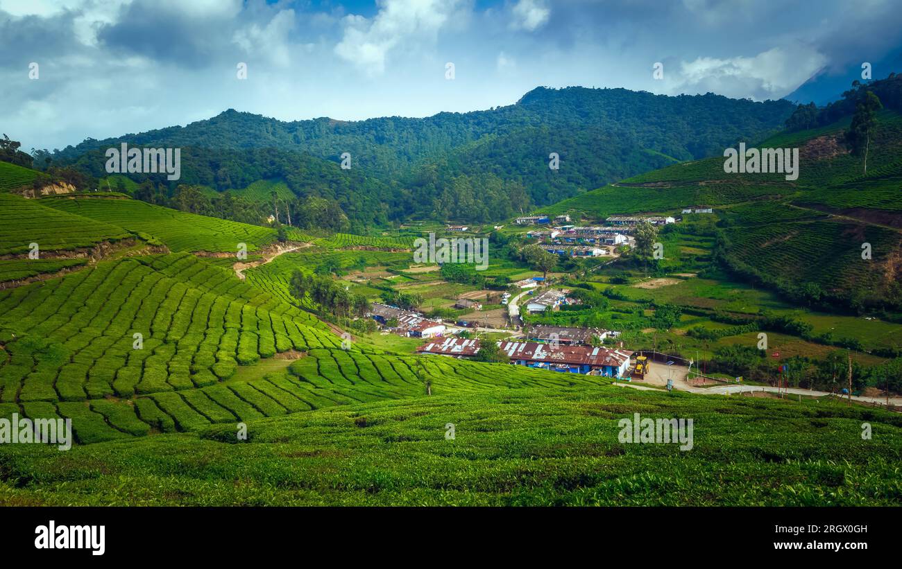 Tee-Plantagen in Munnar, Kerala, Indien Stockfoto
