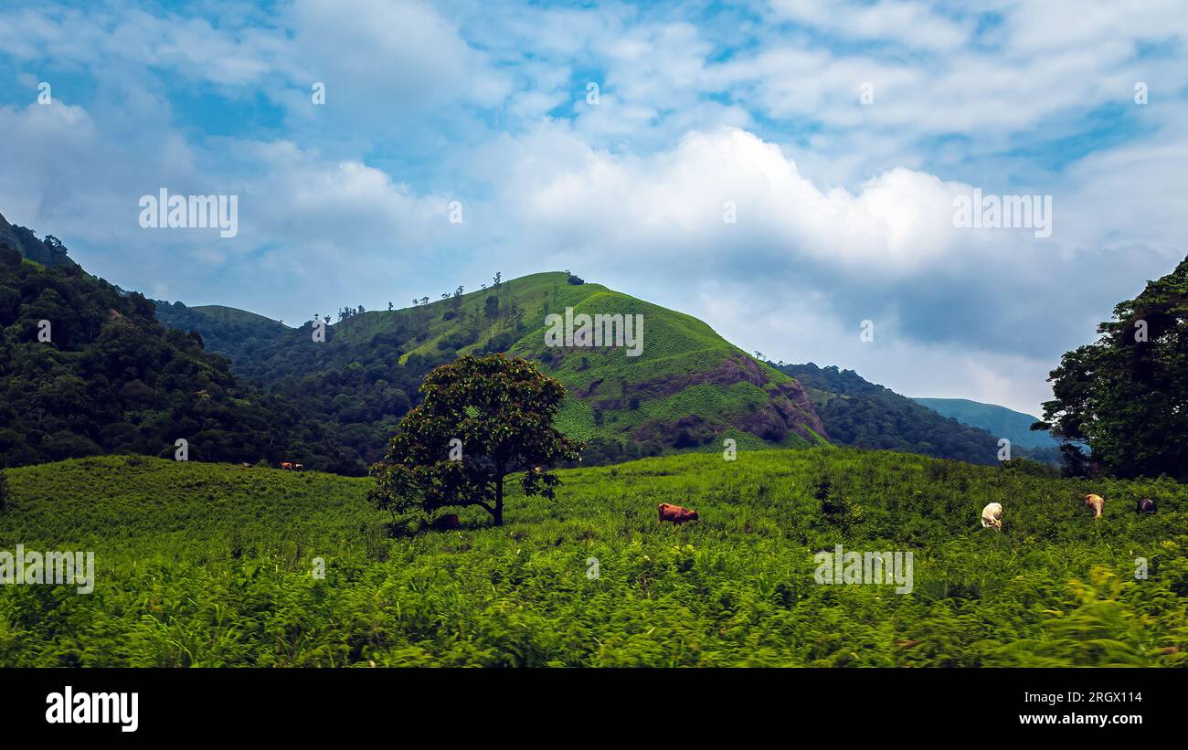 Fahrt zum Aussichtspunkt Parunthumpara Hill. Parunthumpara ist ein Dorf im indischen Bundesstaat Keralas Idukki-Bezirk. Stockfoto