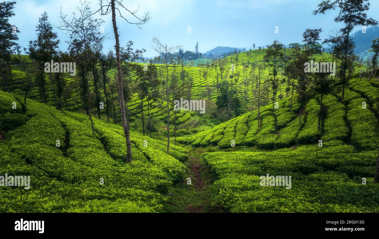Tee-Plantagen in Munnar, Kerala, Indien Stockfoto
