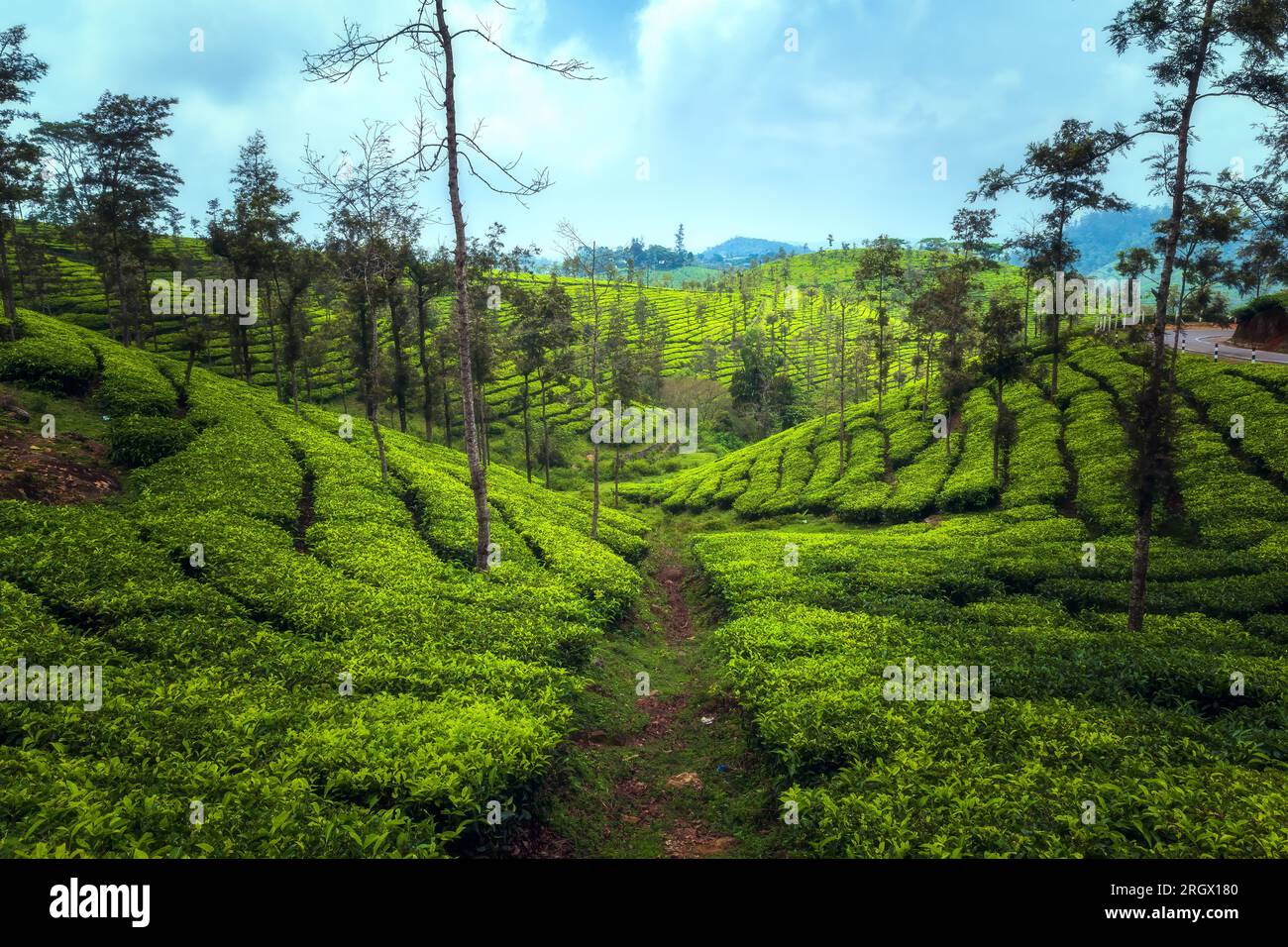 Tee-Plantagen in Munnar, Kerala, Indien Stockfoto