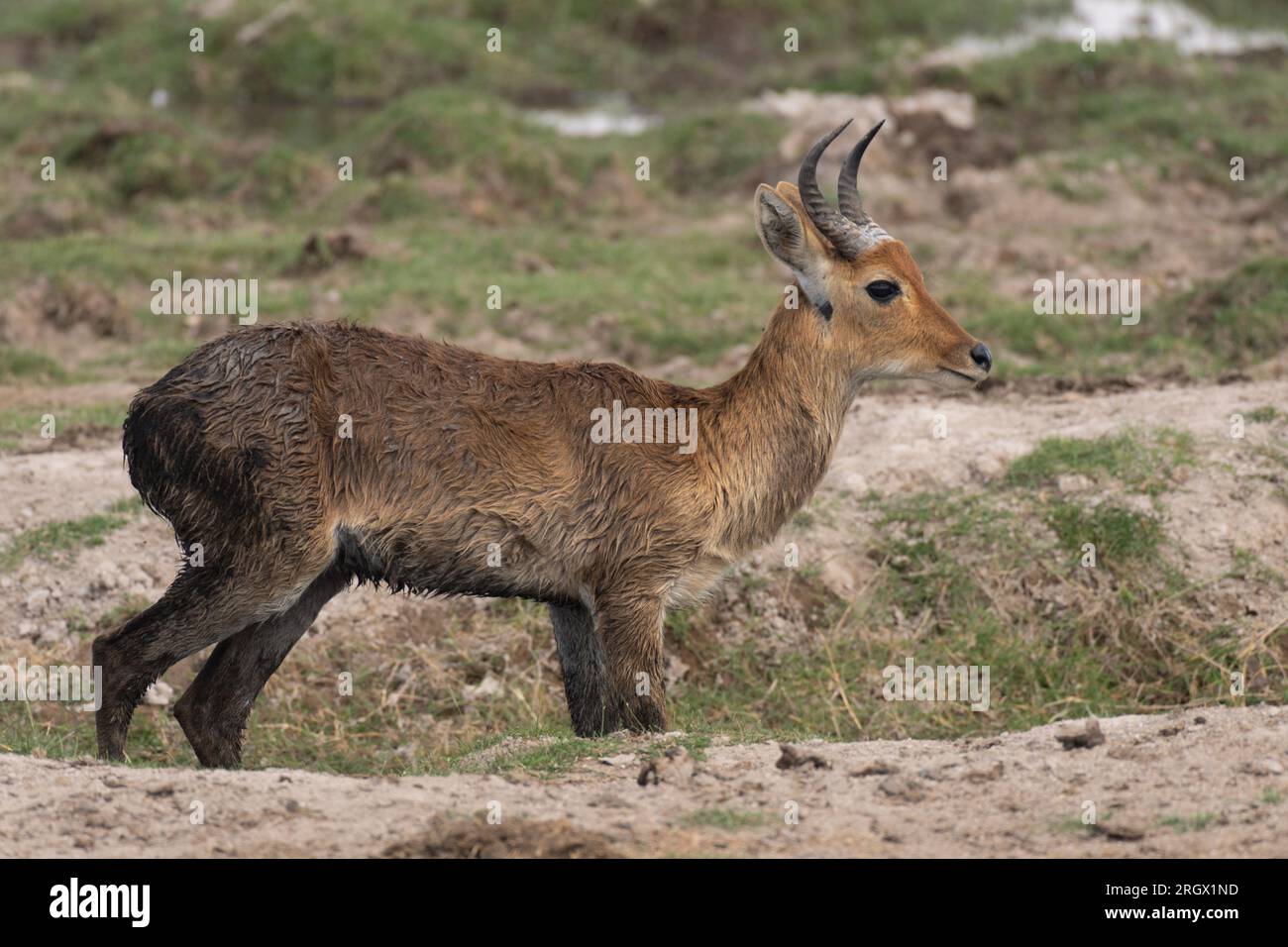 Bohor Reedbuck, Redunca redunca, Bovidae, Amboseli-Nationalpark, Kenia, Afrika Stockfoto