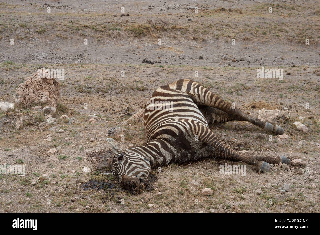 Dead Grants Zebra für die Dürre aufgrund des Klimawandels, Equus quagga boehmi, Equidae, Amboseli Nationalpark, Kenia, Afrika Stockfoto