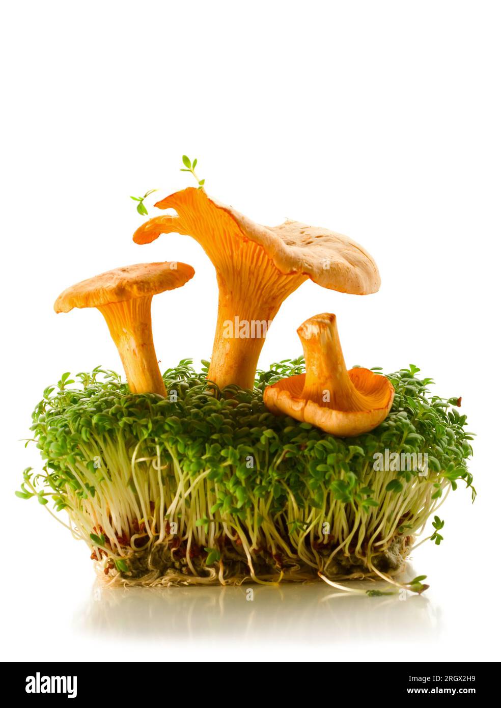 Frische Pfifferlinge auf der grünen Kresse Stockfoto