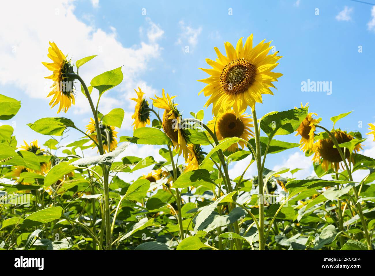 Blühende Sonnenblumen vor blauem Himmel mit Wolken Stockfoto