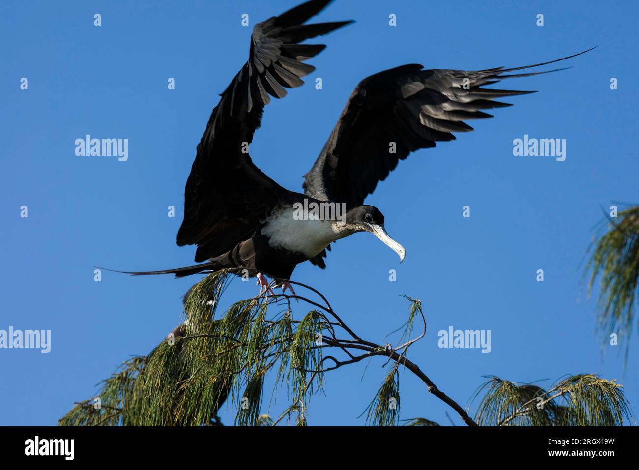 Ein kleiner Fregatebird - Fregata ariel mit Flügeln nach oben, der auf einem kleinen Ast oben auf dem Baum auf Lady Elliot Island, Australien, landet Stockfoto