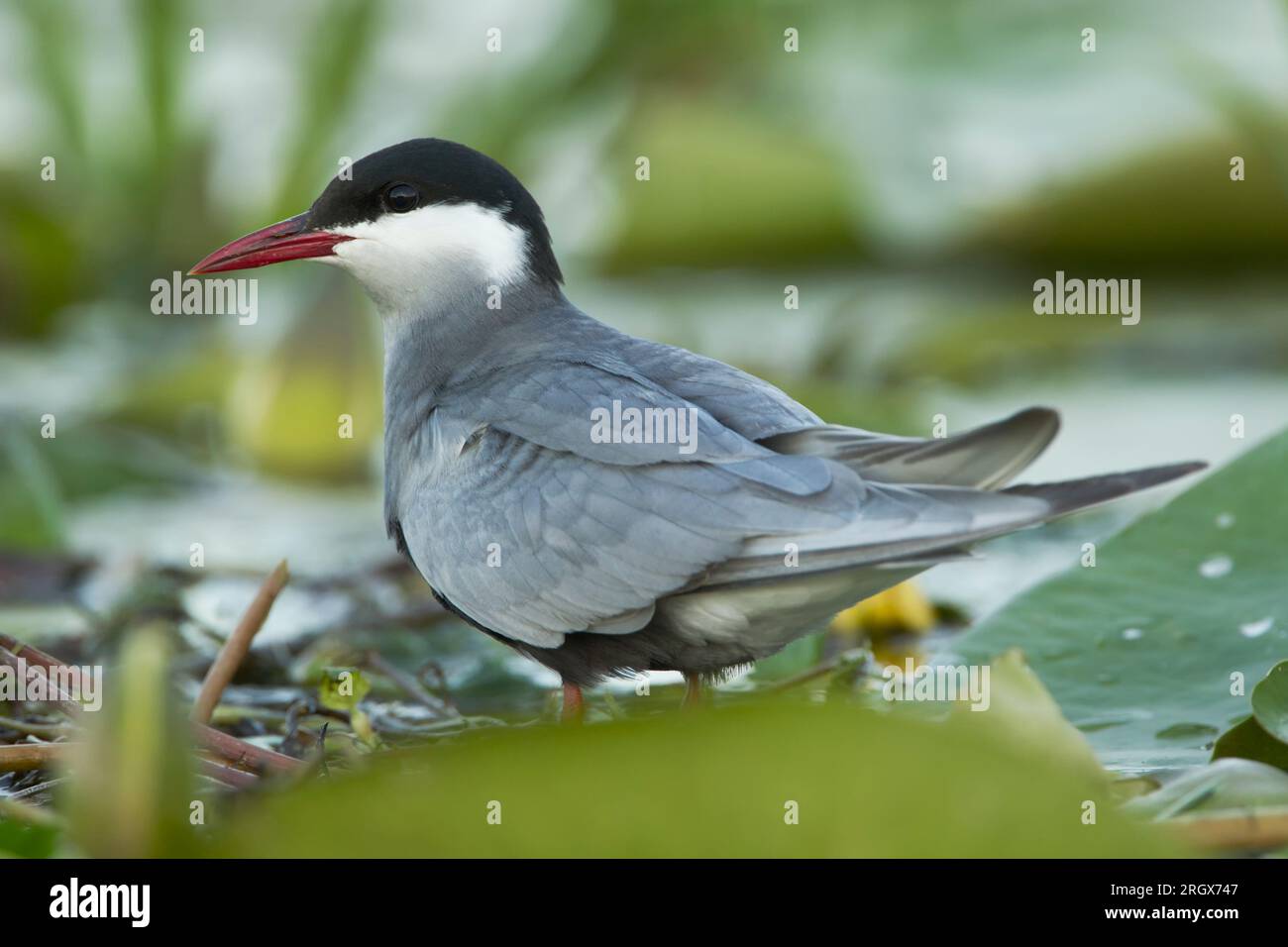 Auf grünen lilly-Blättern stehende Whisky-Seezunge (Chlidonias hybrida) Stockfoto