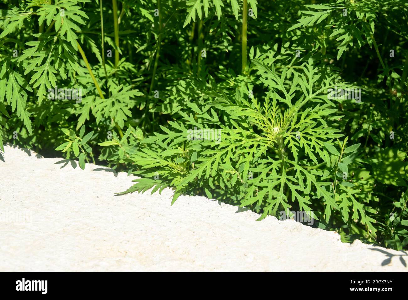 Amerikanisches Ragweed wächst in der Nähe der Straße. Gefährliche Pflanze. Ambrosia-Sträucher, die allergische Reaktionen verursachen, allergische Rhinitis. Speicherplatz kopieren. Selektiv Stockfoto
