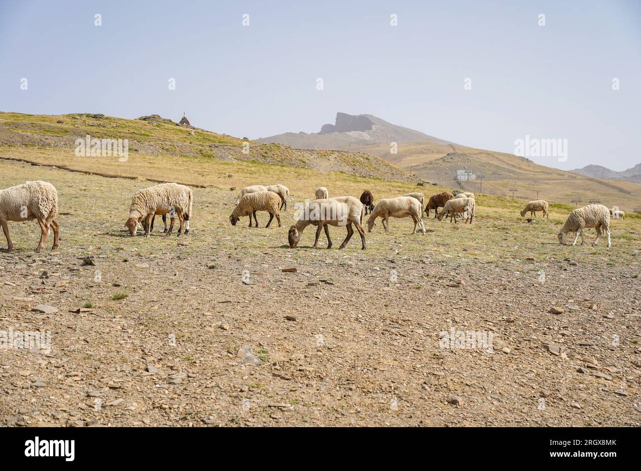 Schafe in Hoyo de la Mora, 2500m m Höhe, Sierra Nevada, Pico Veleta, in der Sommersaison. Granada, Andalusien, Spanien. Stockfoto