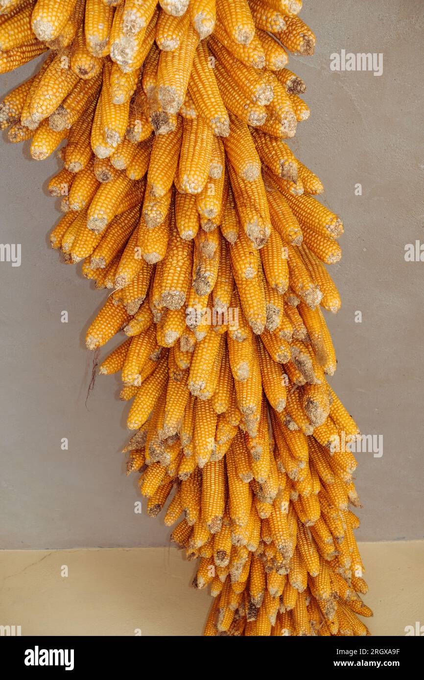 Trocknen von Mais oder Mais im rustikalen Uttarakhand, Indien, mit traditionellen ländlichen Erntemethoden Stockfoto