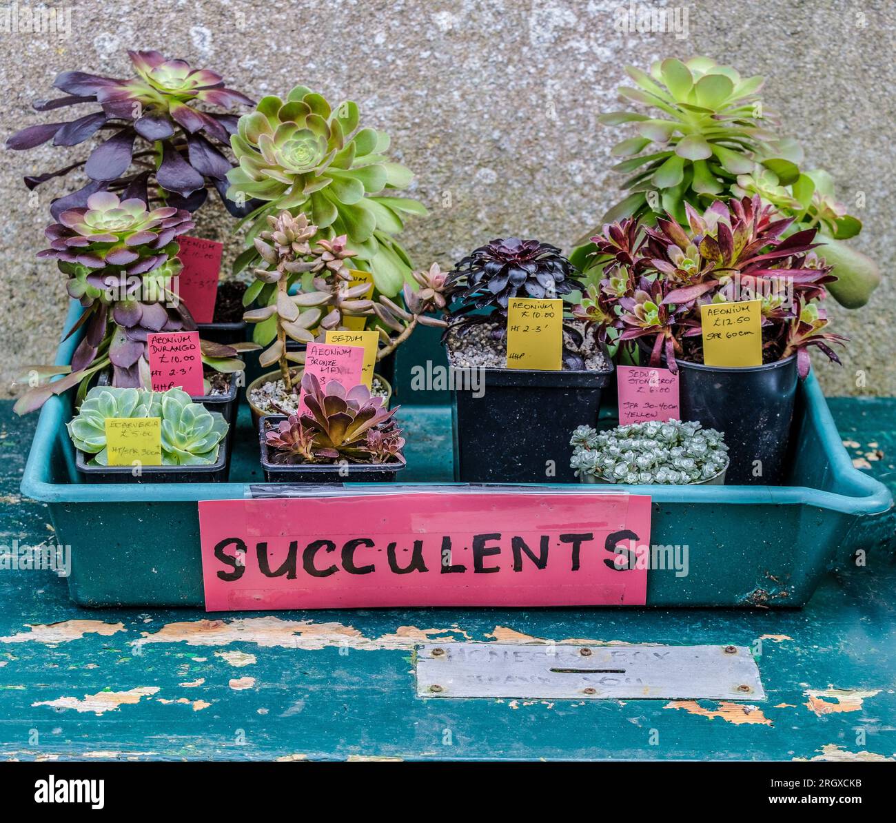 Tablett mit gegossenen Sukkulenten zum Verkauf auf einem verwitterten Tisch und Honesty Box. Stockfoto