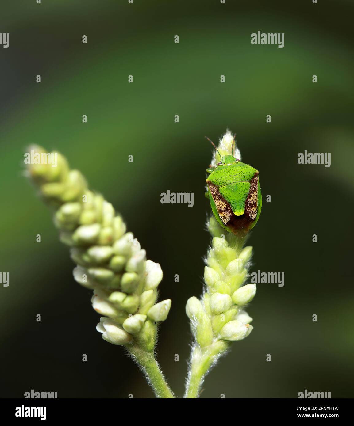 Ein farbiger Käfer auf einer Blume. Dieses Makrofoto wurde aus Bangladesch gemacht. Stockfoto