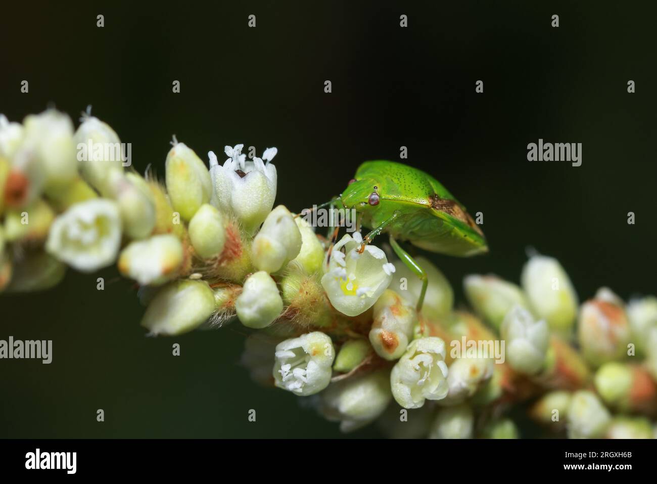 Ein farbiger Käfer auf einer Blume. Dieses Makrofoto wurde aus Bangladesch gemacht. Stockfoto