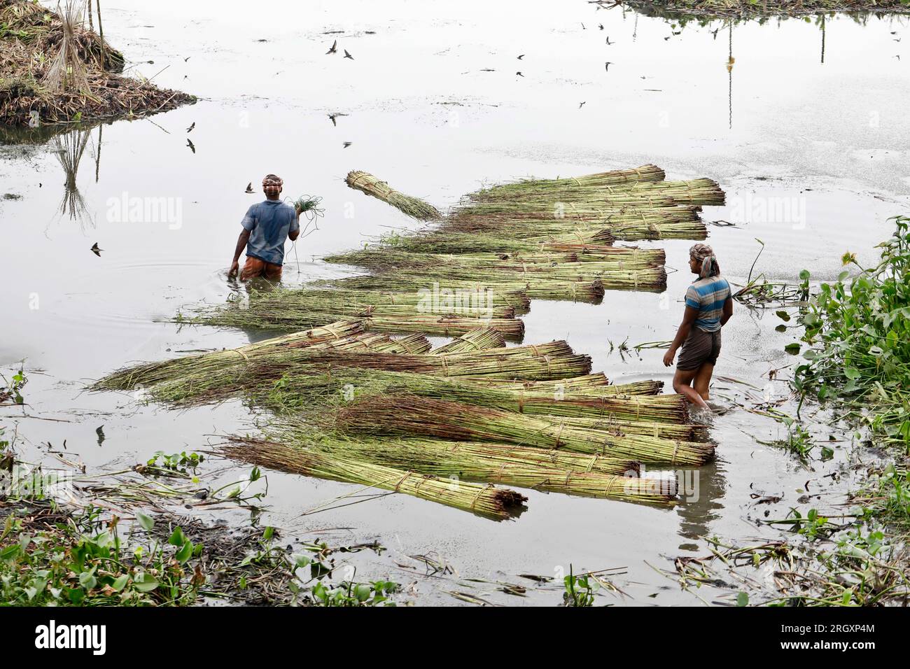 Pabna, Bangladesch - 08. August 2023: Die Jutezüchter des Bezirks pabna haben die Jutepflanzen in Flüssen und auf traditionelle Weise weiter verrottet Stockfoto