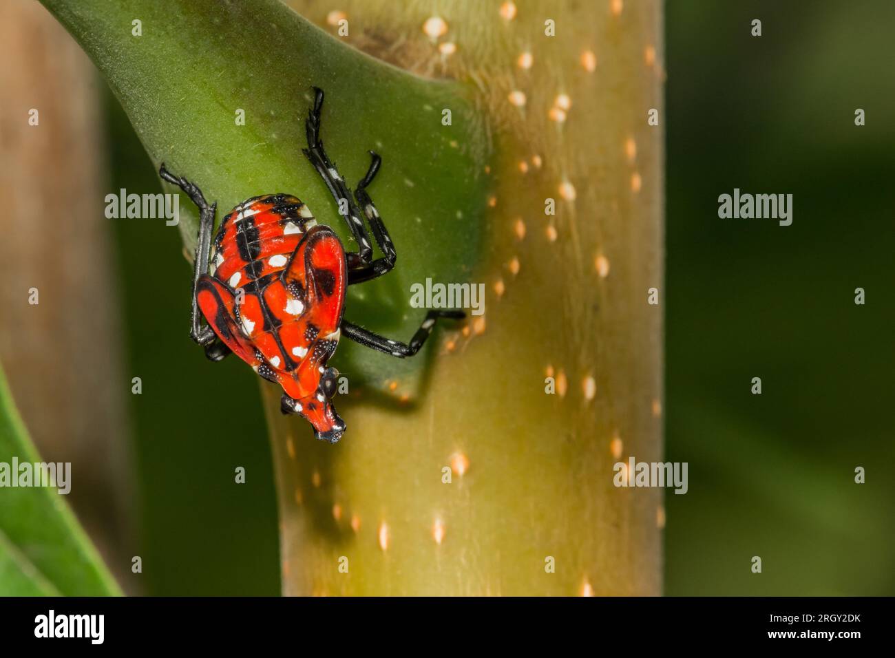 Gefleckte Lanternfly Nymphe - Lycorma Delicatula Stockfoto