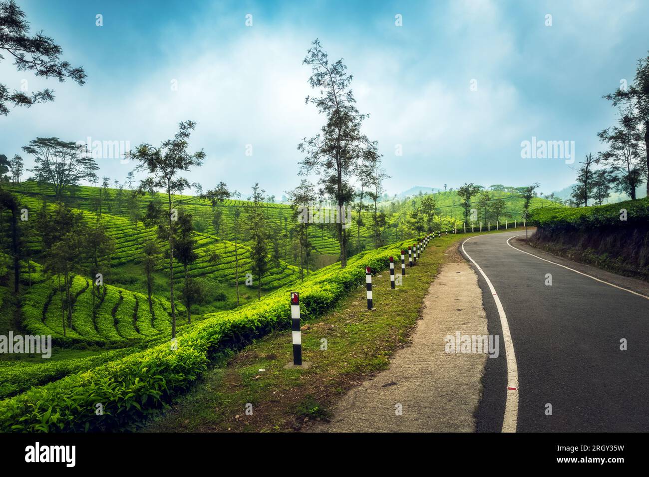 Tee-Plantagen in Munnar, Kerala, Indien Stockfoto