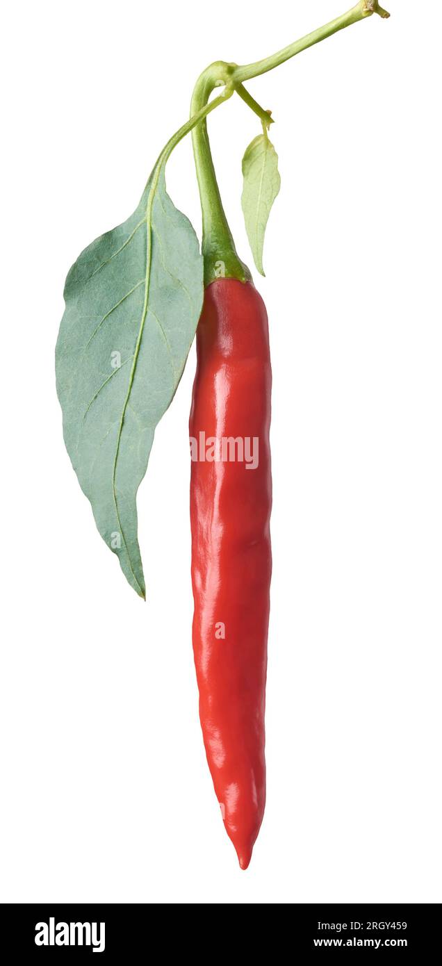Nahaufnahme von rotem Chili, auch bekannt als Chili-Pfeffer oder heißer Pfeffer mit Blättern auf weißem Hintergrund, beliebte Gewürze, die in der Küche weltweit verwendet werden Stockfoto