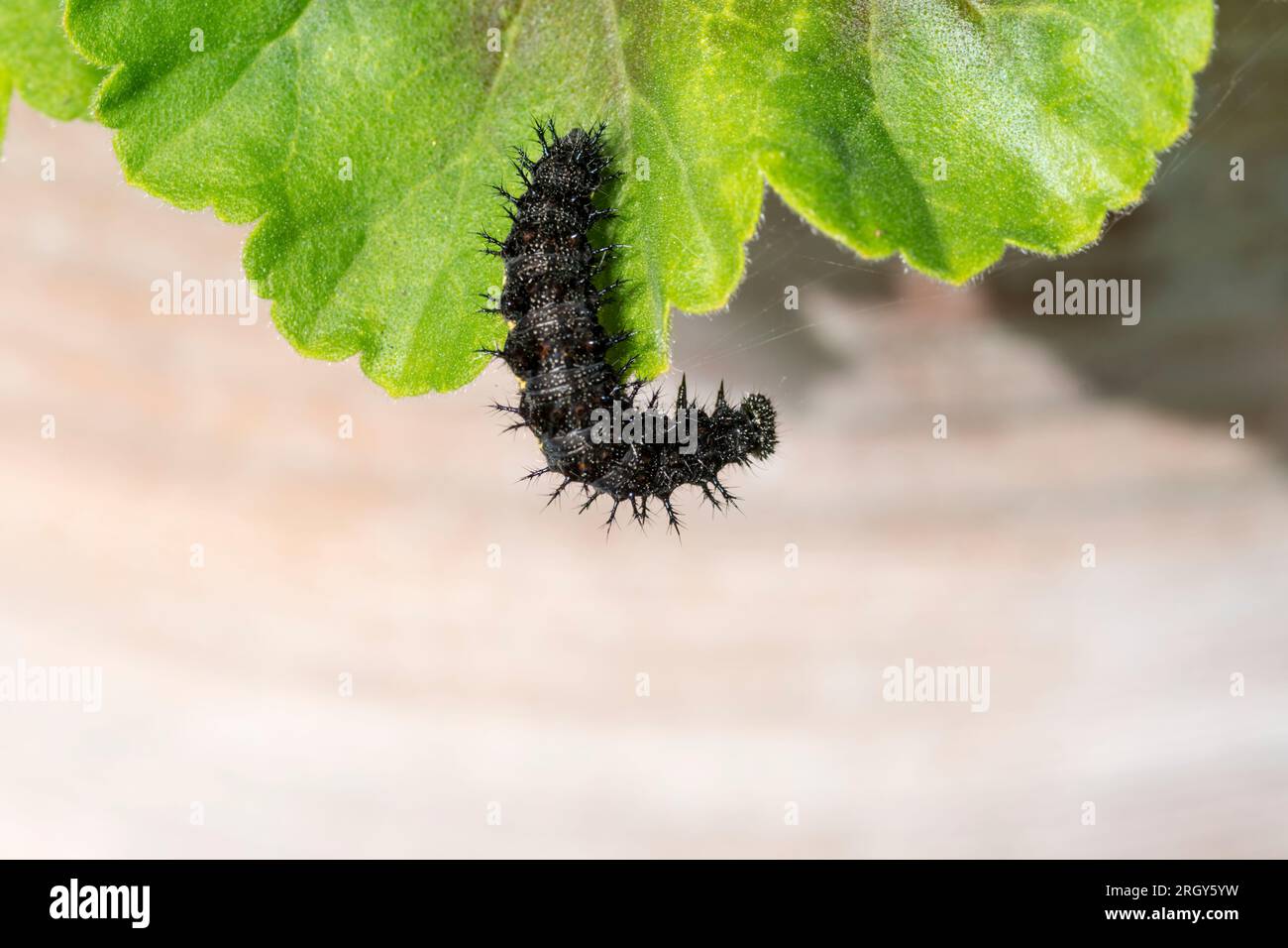 Eine Raupe aus dem Pfauenschmetterling, Aglais io. Stockfoto