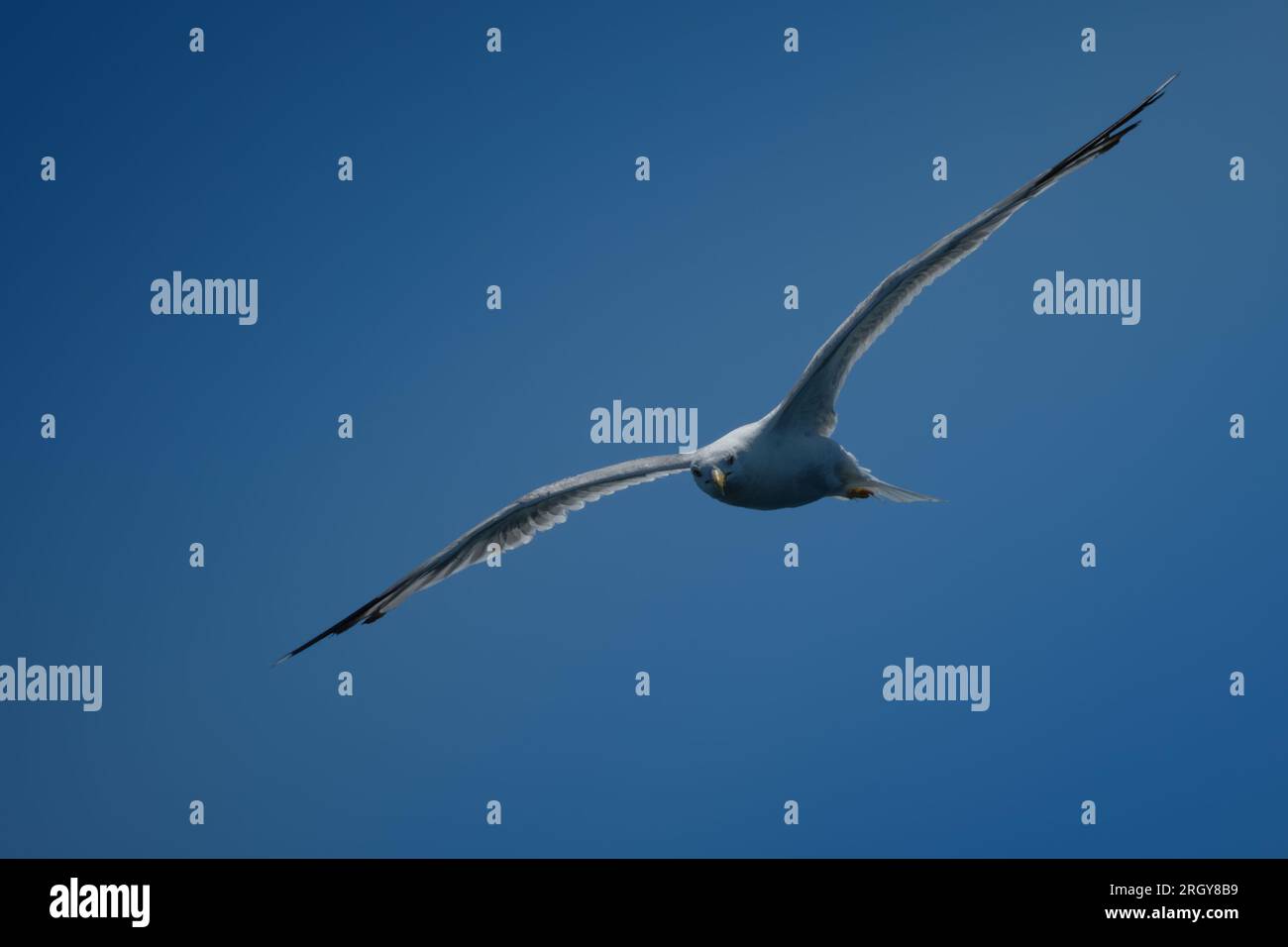 Möwe fliegt in einem blauen Himmel auf Sardinien, im Hafen von Olbia, Synonym für Freiheit im Lebensstil und Lebensfreude Stockfoto