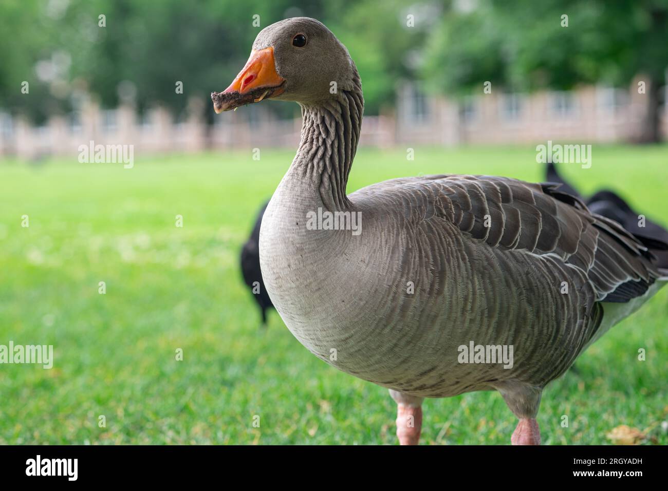 Graues einheimisches Gänsenporträt. Nahaufnahme von Kopf, Augen, Schnabel und Hals der Gans. Wunderschöner Gänsekopf mit Wassertropfen. Stockfoto