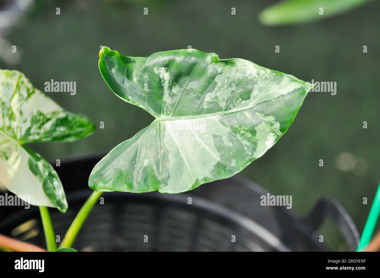 Alocasia, Alocasia macrorrhizos oder Alocasia plant oder tricolor alocasia oder bicolor plant oder bibolor leaf Stockfoto