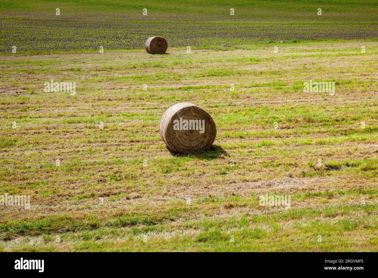 In einem Heuhaufen Gras während der Ernte von Viehfutter für den Winter ...