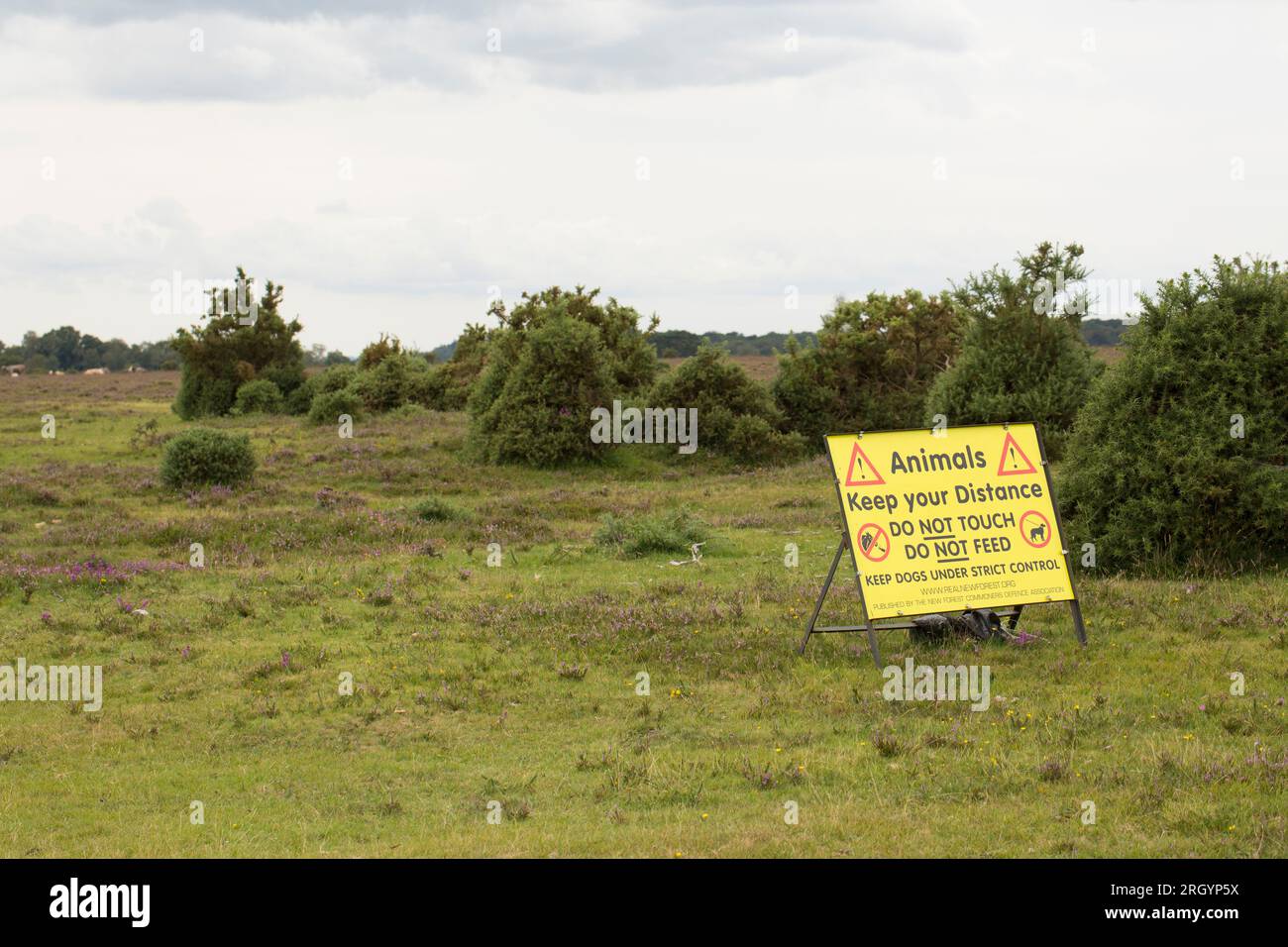 Ein Schild im New Forest, Hampshire, auf dem Besucher aufgefordert werden, Tiere nicht zu berühren oder zu füttern und Hunde auf Blei und unter CO zu halten Stockfoto