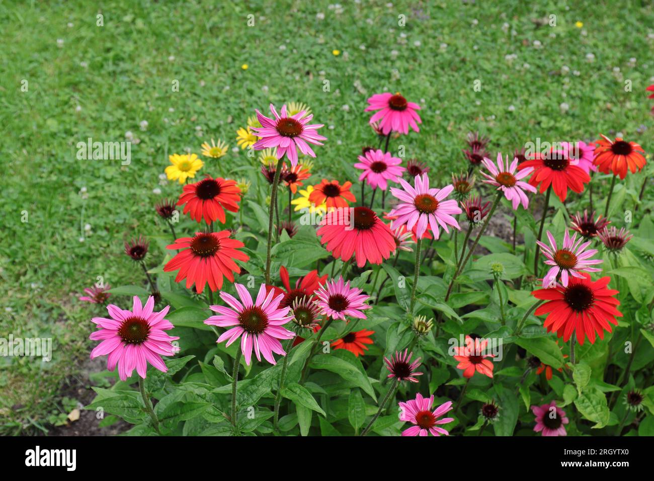 Gelbe, rosafarbene und rote Coneflowers in einem Gartenbett, grüner Rasenhintergrund, Seitenansicht von diagonal darüber Stockfoto