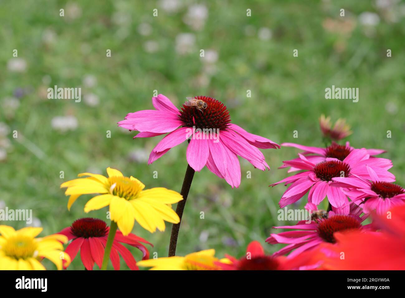 Nahaufnahme von bunten Echinacea-Blüten vor dem verschwommenen grünen Hintergrund eines Rasens, Seitenansicht, Kopierraum darüber, selektiver Fokus Stockfoto