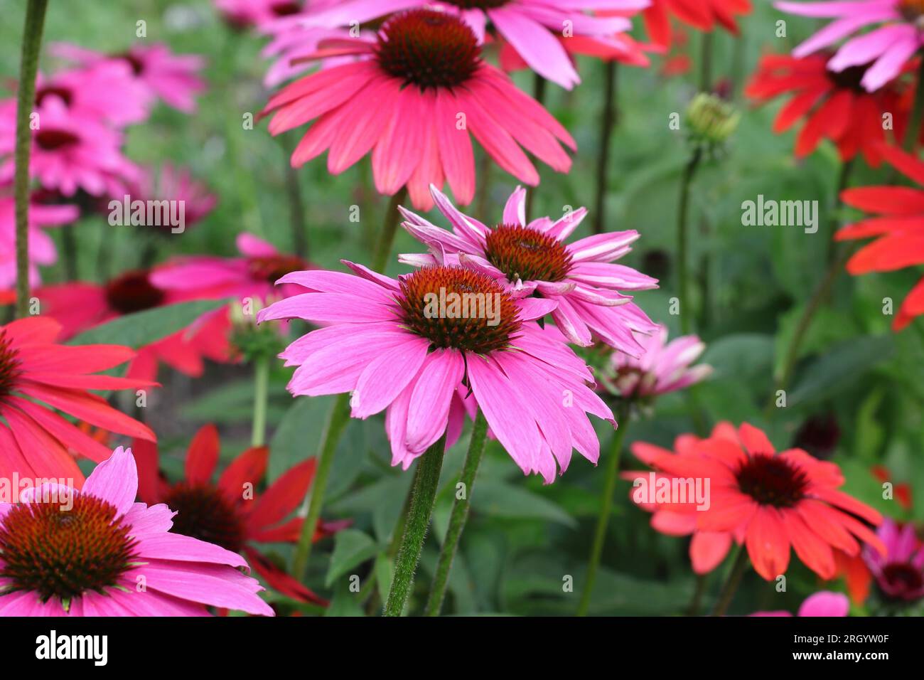 Blick auf eine wunderschöne rosafarbene Blume der Echinacea purpurea zwischen roten Coneflowers in einem Gartenbett Stockfoto