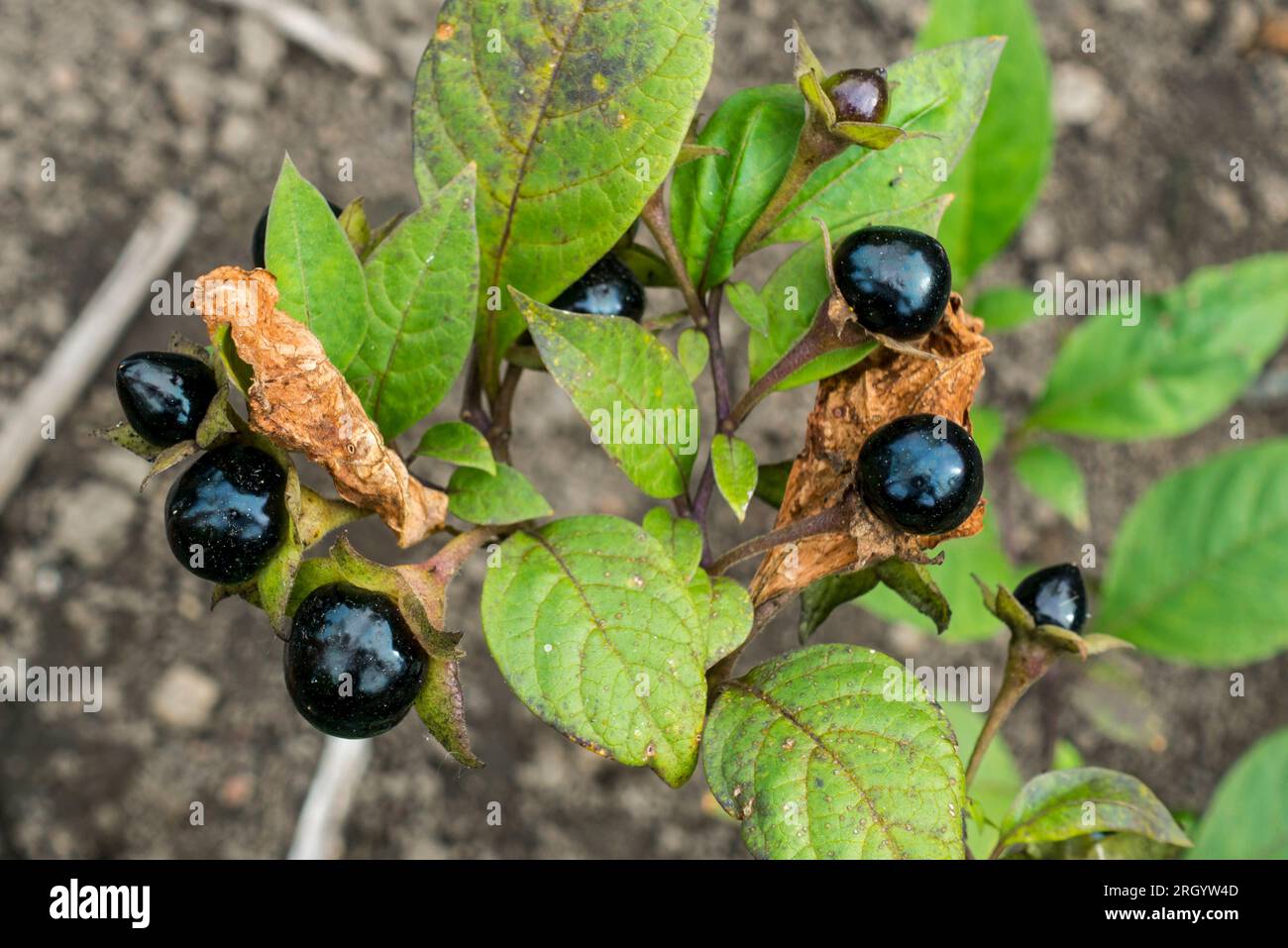 Belladonna / tödlicher Nachtschatten (Atropa Belladonna), giftige, mehrjährige Kräuterpflanze, Nahaufnahme von giftigen schwarzen Beeren und Blättern im Sommer Stockfoto