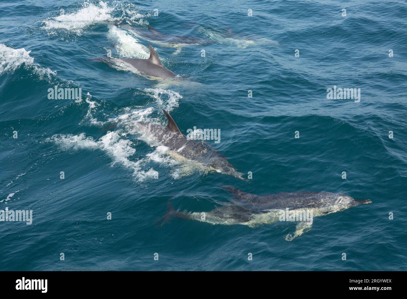 Gewöhnliche Kurzschnabeldelfine, Delphinus delphis, in der Lyme Bay, die sich in Werbe- und Paarungsverhalten befanden. Lyme Bay Dorset England GB Stockfoto