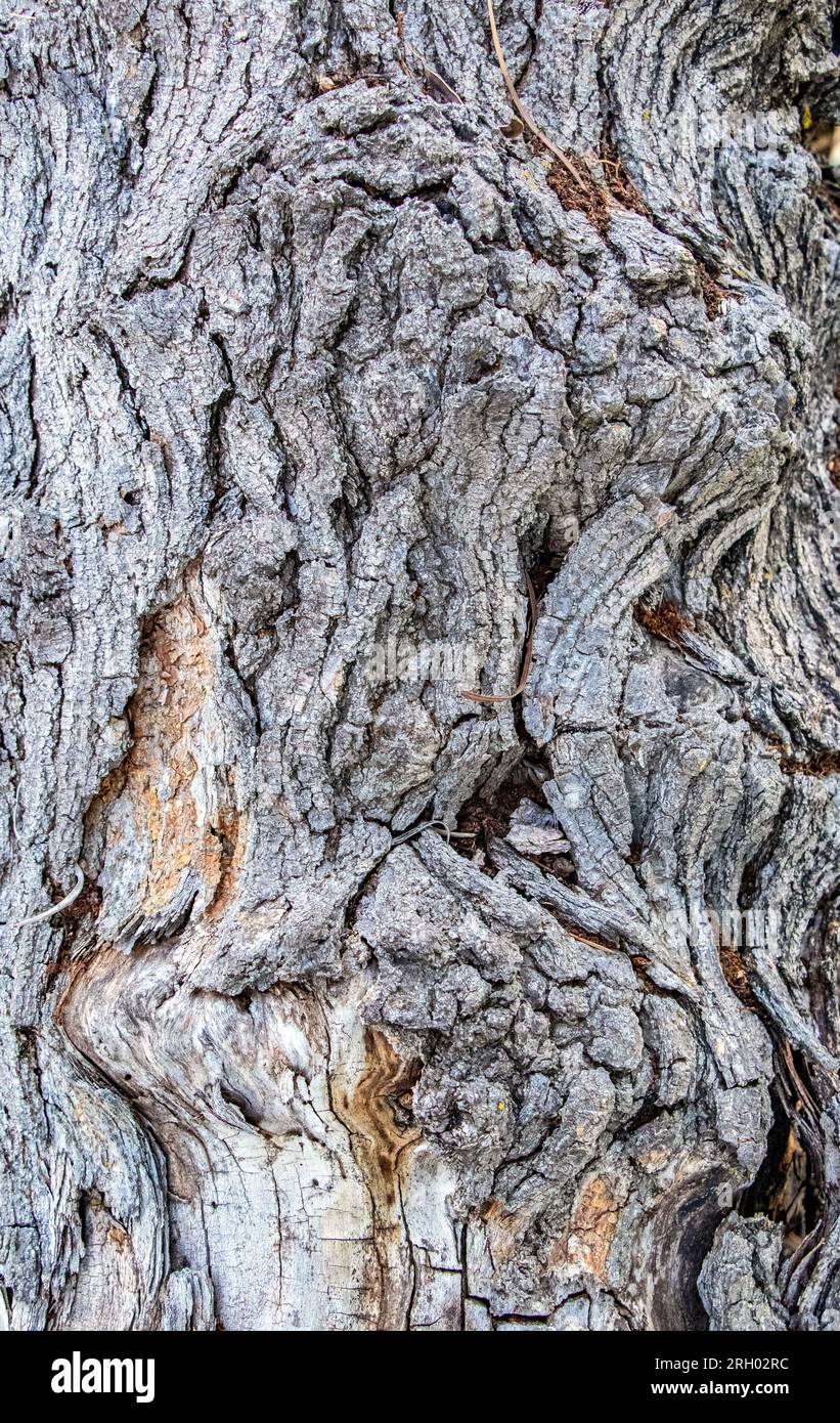 Risse in der Struktur des alten Holzstamms – natürlicher Holzhintergrund Stockfoto