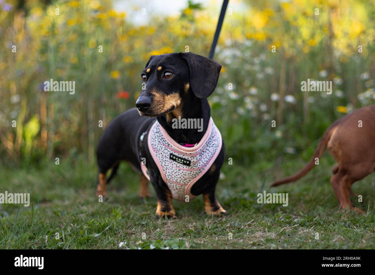 Wursthund mit Blumenhintergrund Stockfoto