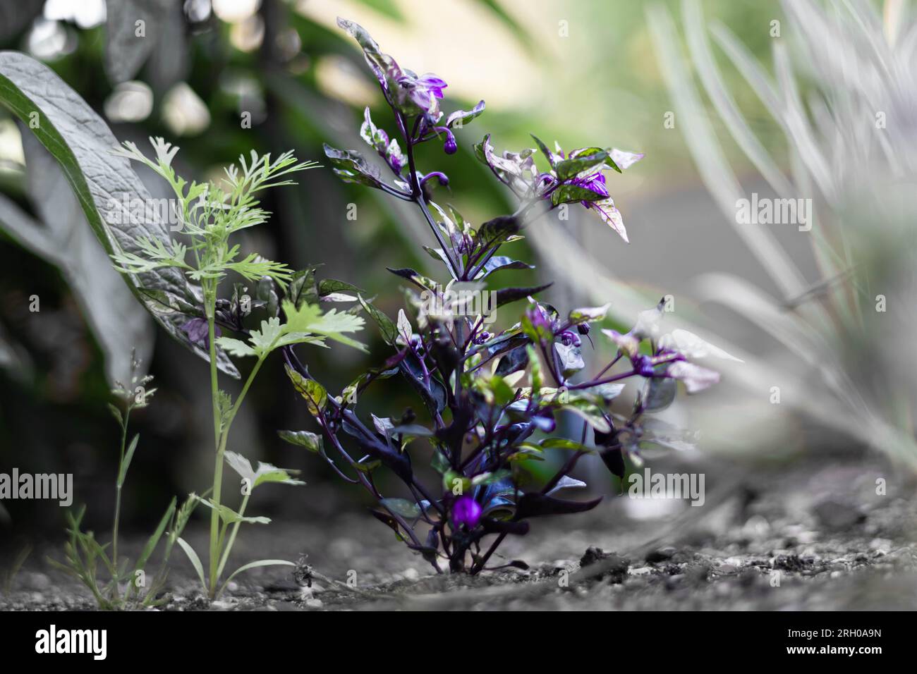 Violette und grüne Blume Stockfoto