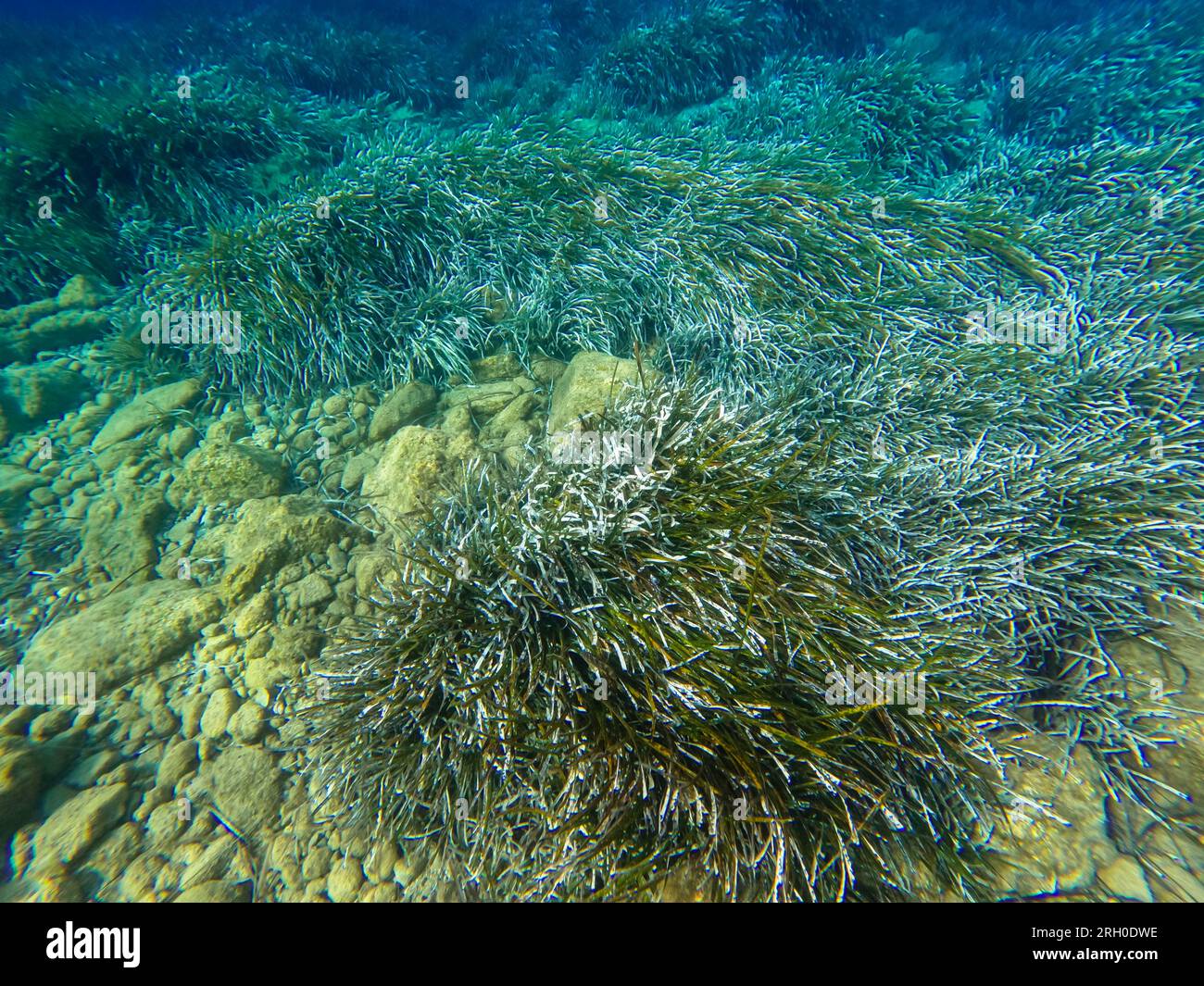 Unterwasserblick auf die Ägäis. Felsen, Gras und Seegras im Meer. Stockfoto