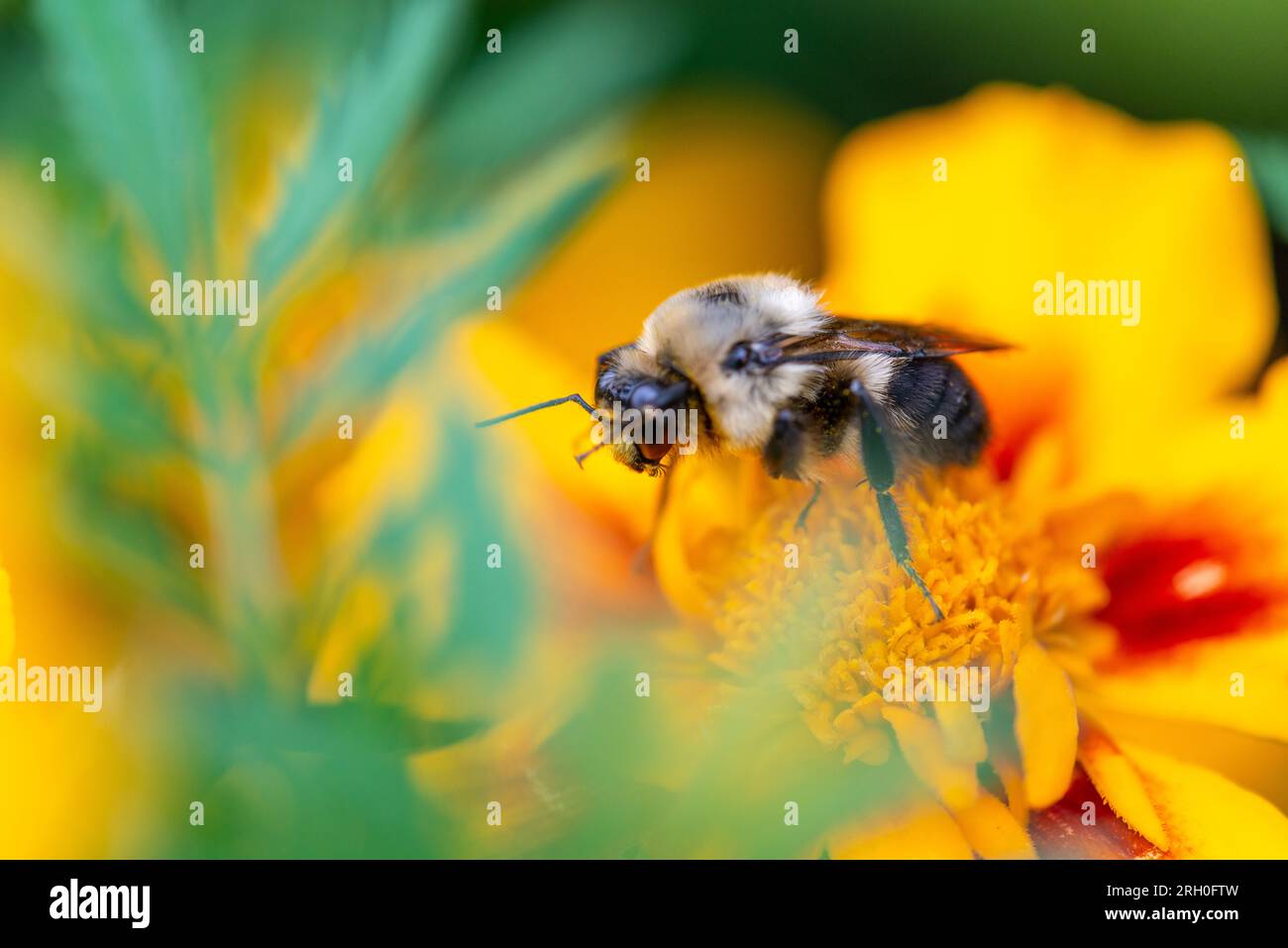 Le syrphe d'Eristalis qui ramasse du pollen sur une fleur orange Stockfoto