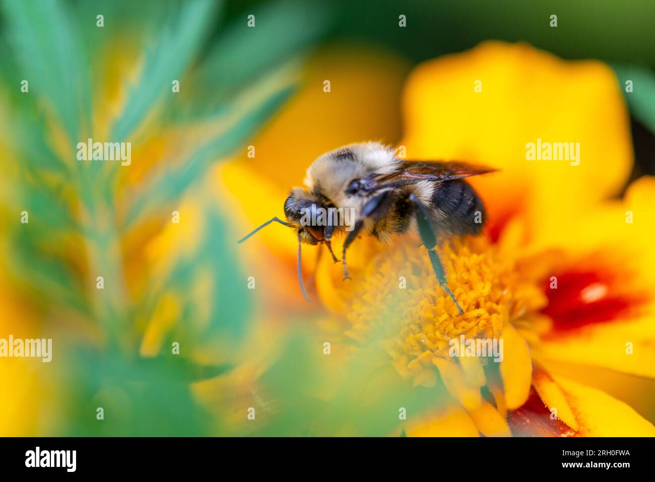 Le syrphe d'Eristalis qui ramasse du pollen sur une fleur orange Stockfoto