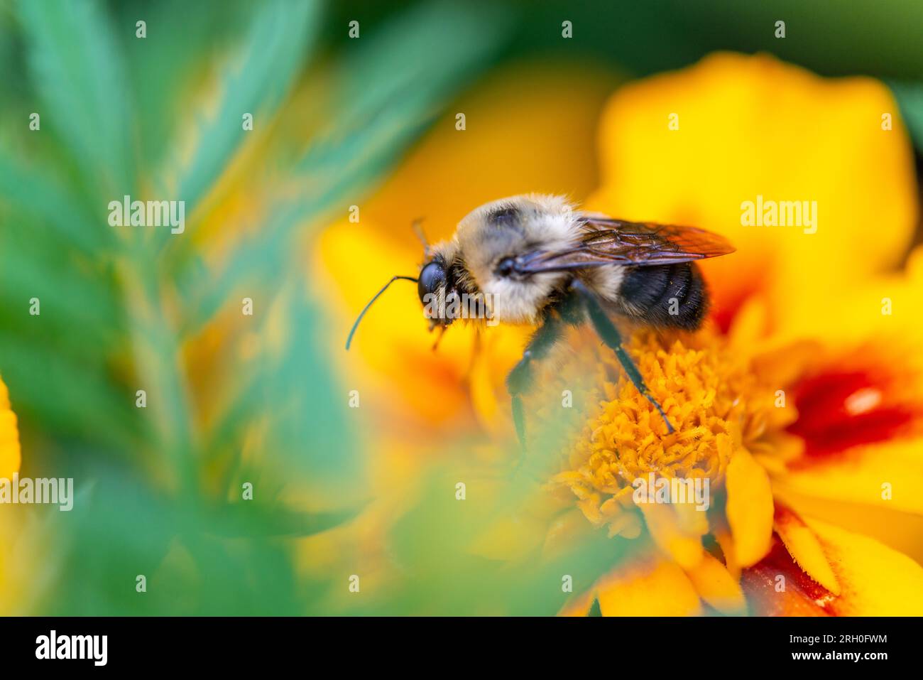 Le syrphe d'Eristalis qui ramasse du pollen sur une fleur orange Stockfoto