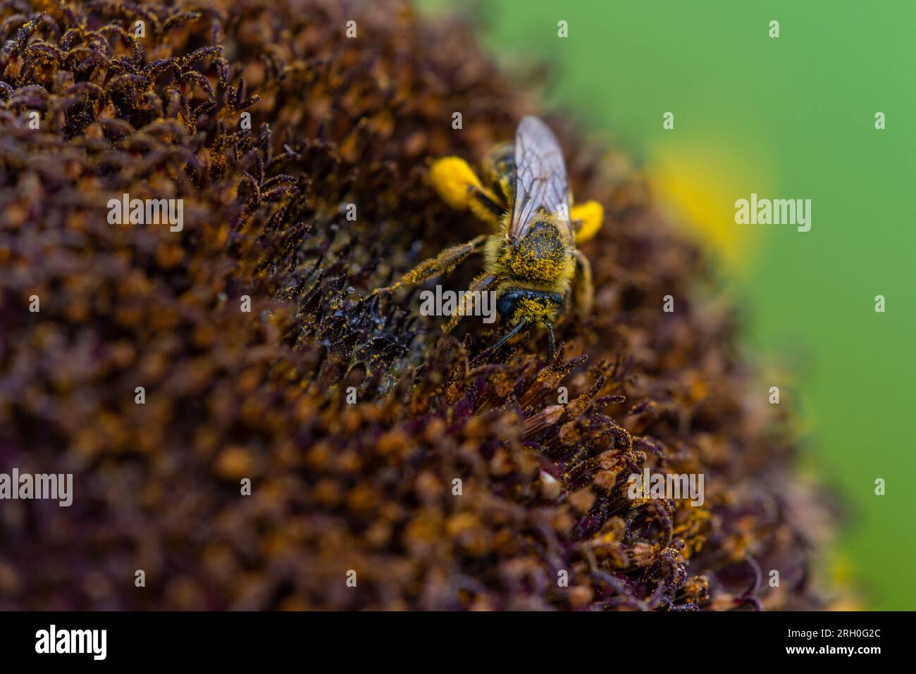 Abeille qui ramasse du pollen dans une fleur orange, rouge foncée Stockfoto