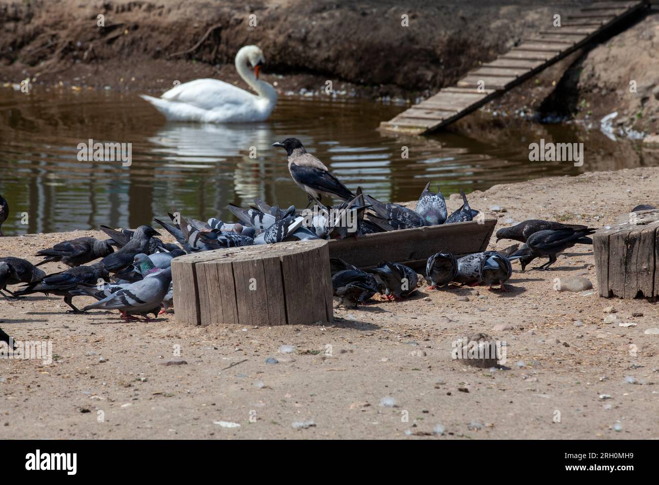 Tauben, die aus dem Trog essen, um Tiere zu füttern, und Vögel im Zoo, eine große Anzahl von Tauben, die Nahrung für andere Vögel und Tiere essen Stockfoto