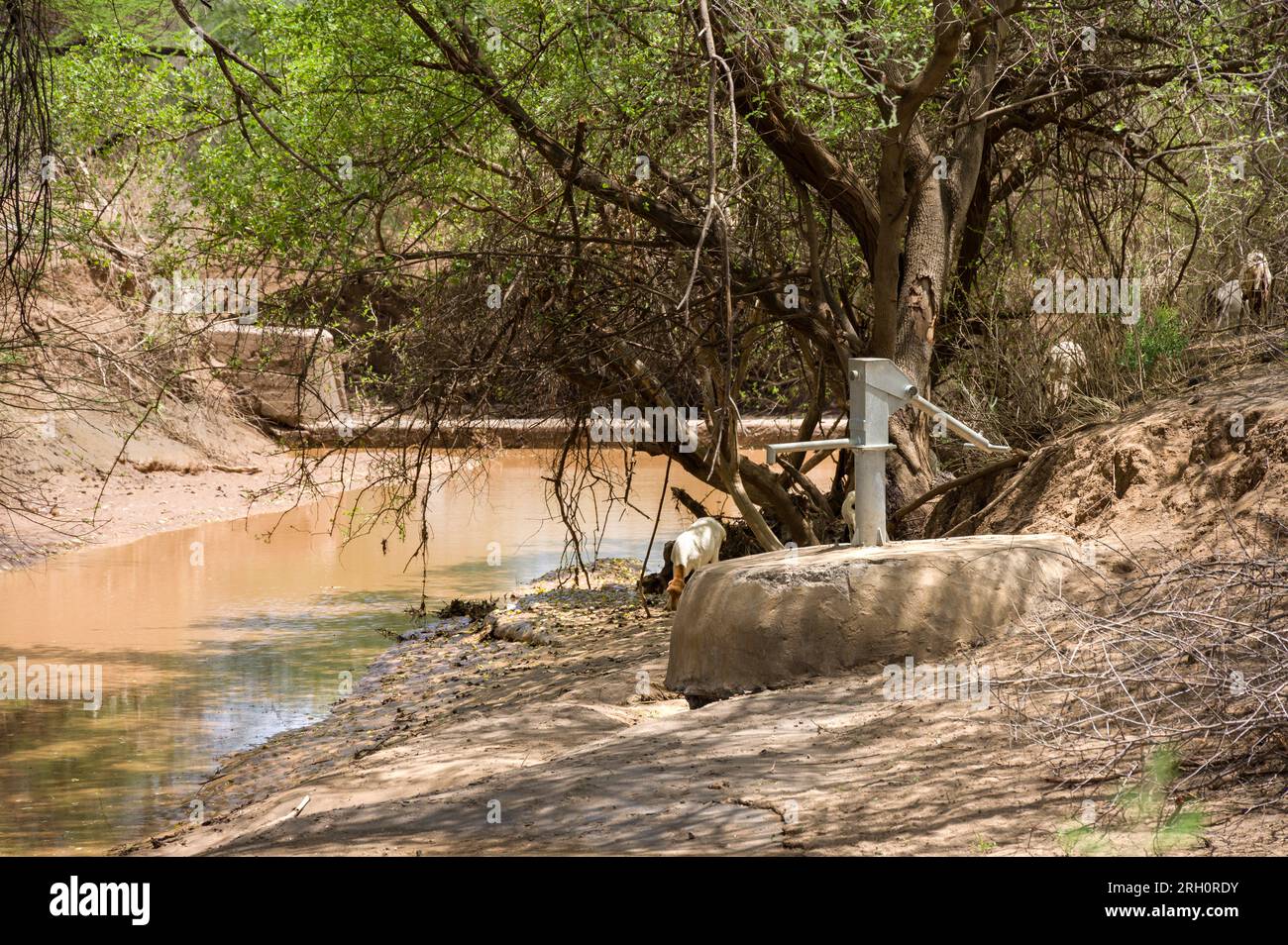 Eine Wasserhandpumpe stromaufwärts einer Betonsandbank mit Wasser, das dahinter gespeichert ist, und Vieh, das auf dem Flussufer, Pokot, Kenia weidet Stockfoto