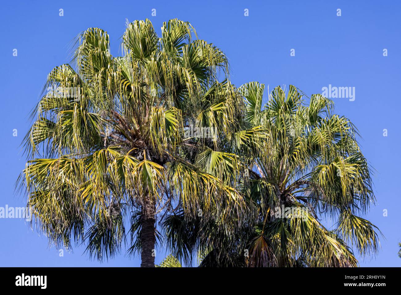 Australische Kohlpalmen mit blauem Hintergrund Stockfoto