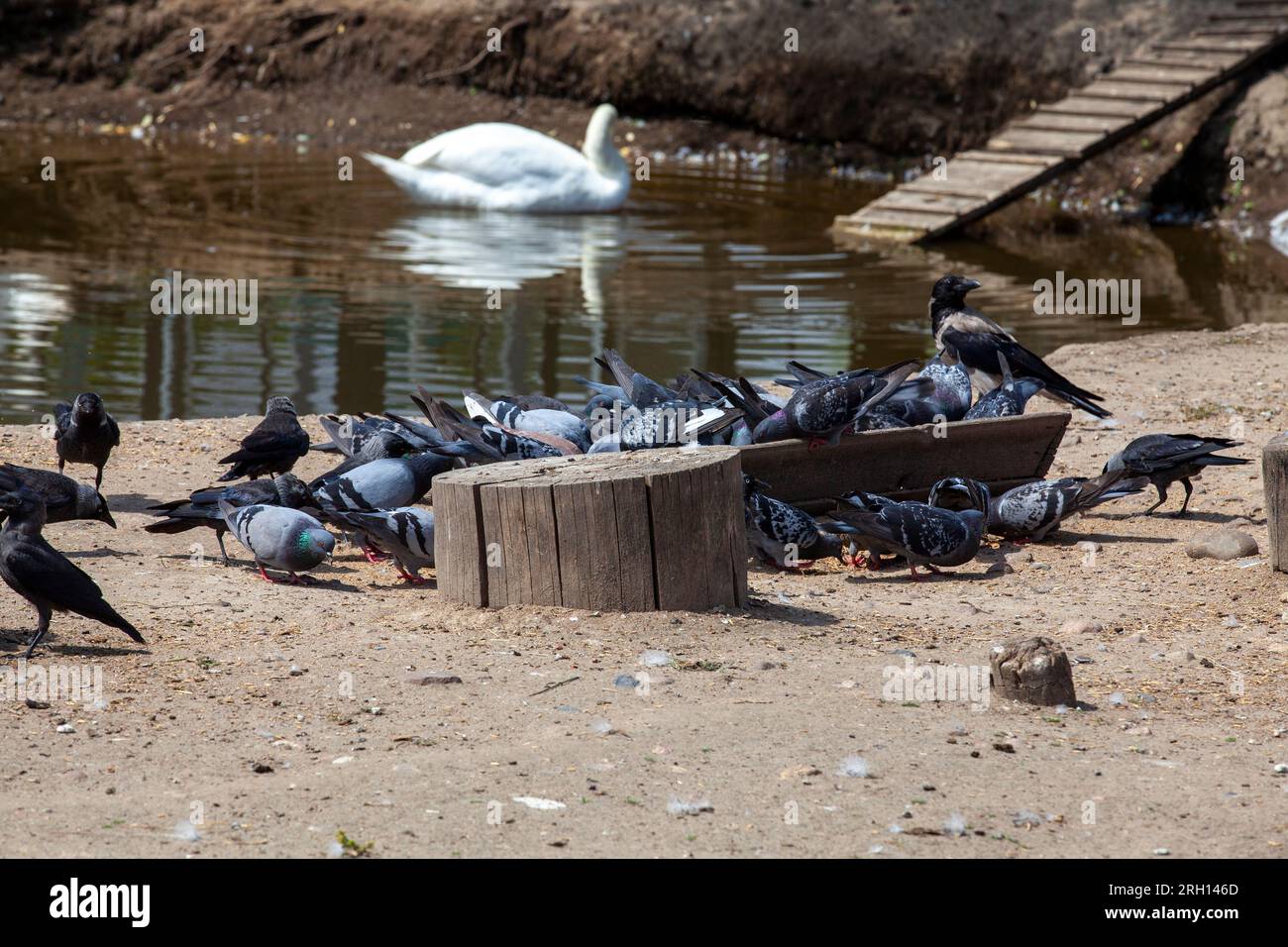 Tauben, die aus dem Trog essen, um Tiere zu füttern, und Vögel im Zoo, eine große Anzahl von Tauben, die Nahrung für andere Vögel und Tiere essen Stockfoto