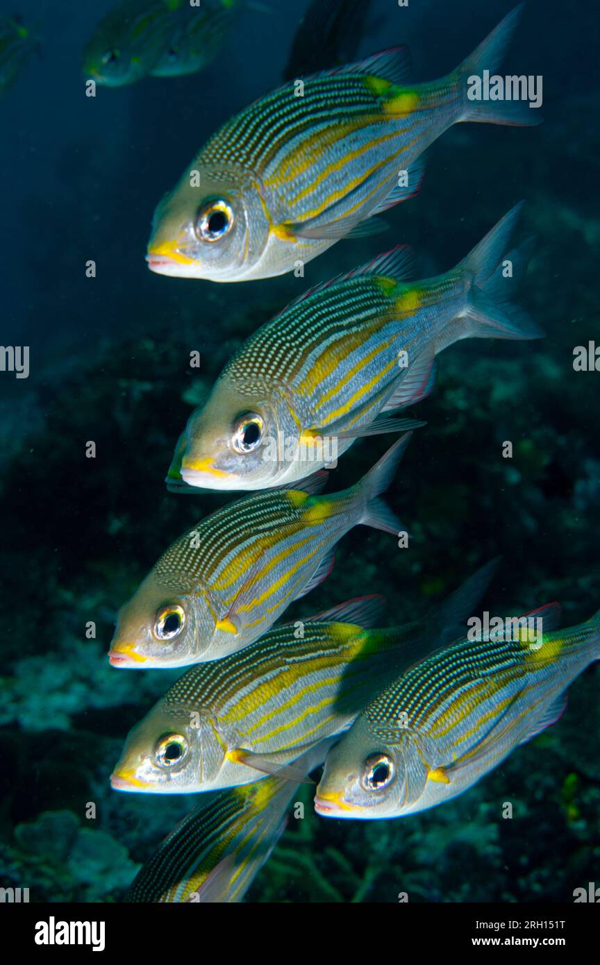 Schule der gestreiften Großaugenbrasse, Gnathodentex aureolineatus, Tauchplatz in der Manta Alley, Padar Island, Komodo Nationalpark, Indonesien Stockfoto