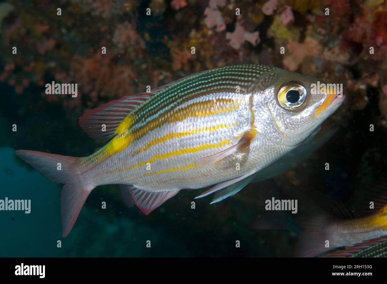 Gestreifte Großaugenbrasse, Gnathodentex aureolineatus, Tauchplatz in der Manta Alley, Padar Island, Komodo-Nationalpark, Indonesien Stockfoto