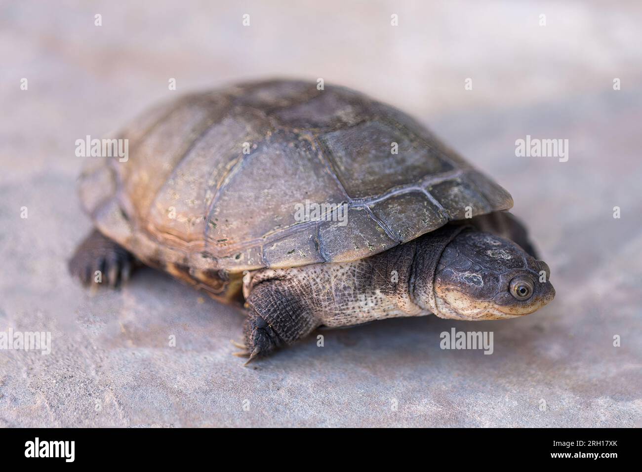 Die afrikanische Schildkröte, auch bekannt als afrikanische Helmschildkröte, Sumpfterrapin und Krokodilschildkröte. Stockfoto